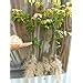 Amazon Dwarf Burning Bush Live Plant Tall Seedling