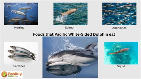 dolphin diet and habitat What do pacific white-sided dolphins eat ...