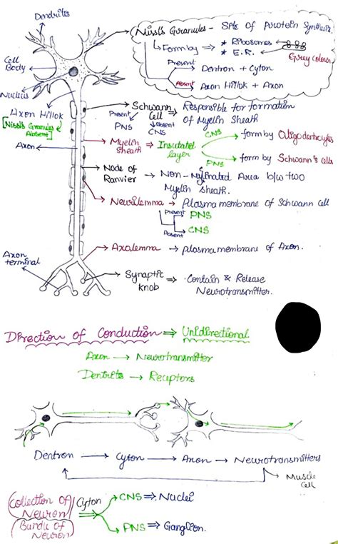 Solution Neural Control And Coordination Handwritten Notes For Neet