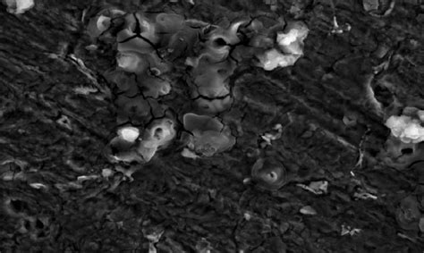 SEM Micrographs Of Mild Steel Surface After 10 Hrs Of Immersion In 1 M