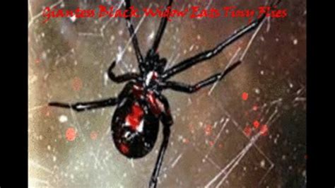 Giantess Black Widow Eats Tiny Flies Wmv Morganas Unique Pleasures