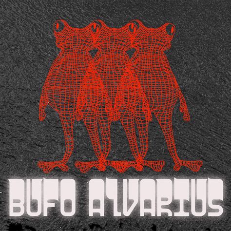 Bufo Alvarius Bufo Alvarius