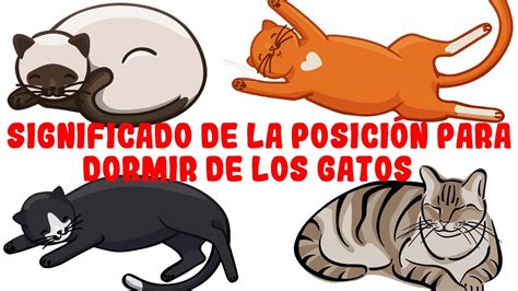 Lo Que La Posici N De Tu Gato Al Dormir Revela Sobre Su Salud Y