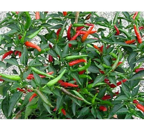 chilli semena thai dragon chilli