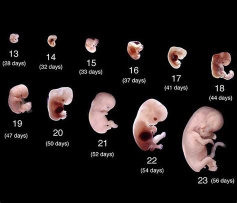 Desarrollo Prenatal Desarrollo Prenatal Prenatal Embrion De Semanas