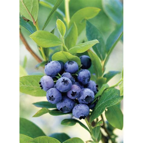 Vaccinium Corymbosum Hortblue Petite Pflanzen Shop Ch