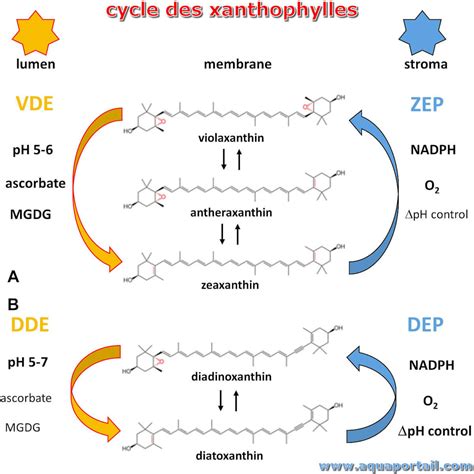 Cycle des xanthophylles définition et explications