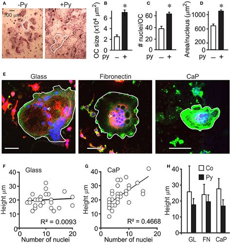 Frontiers Regulation Of Osteoclast Growth And Fusion By Mtor Raptor