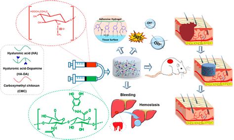 Frontiers Advances In Hyaluronic Acid For Biomedical Applications