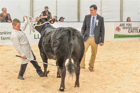 Cattle Judging Nba Beef Expo 2015 Image Gallery National Beef Association