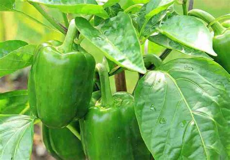 How To Grow Bell Peppers In Containers?