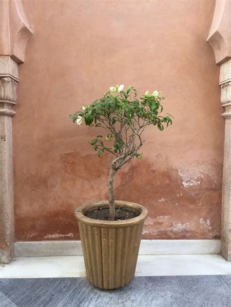 Cómo Tener árboles En Maceta Bien Cuidados Para La Terraza O El