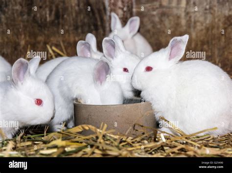 White Rabbits With Red Eyes