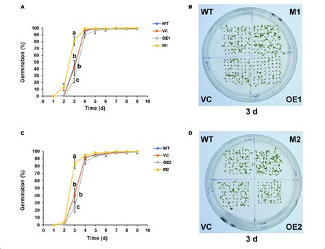 Seed Germination Phenotypes Of Wt Vc Ntmyb330 Oe Lines And Ntmyb330