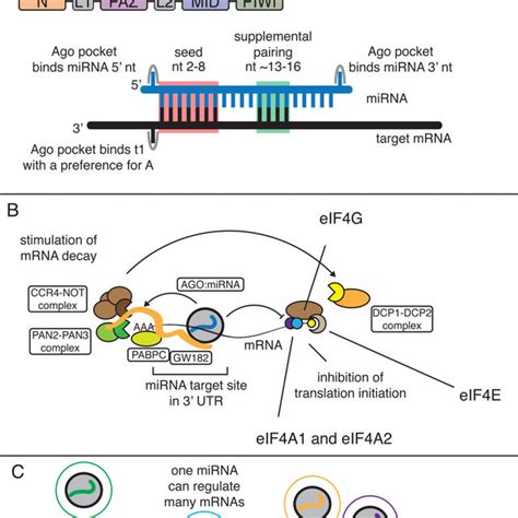 Overview Of MiRNA Function And Its Regulation A Mature MiRNAs