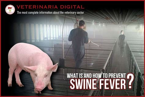 What Is African Swine Fever And How Is It Prevented