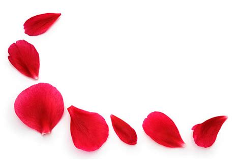 Red Rose Petals On White Stock Photos Pictures And Royalty Free Images