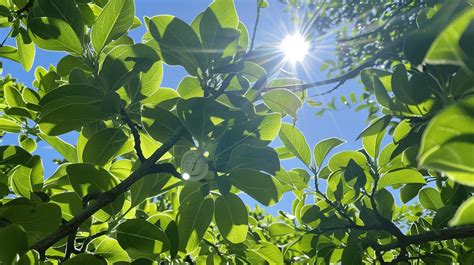 How to Plant and Grow a Pistachio Tree: Easy Steps