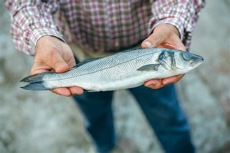 Lake Erie Fish Species Chart: A Visual Reference of Charts | Chart Master