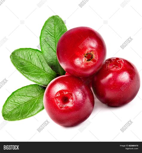 Fresh Cranberries Image And Photo Free Trial Bigstock