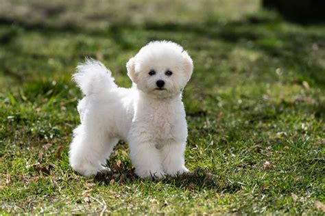 Bichon Frise Colors Is White Really The Only Option