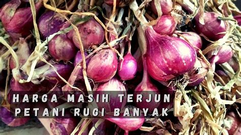 Harga Bawang Merah Terjun Bebas Petani Merugi Update Harga Bawang