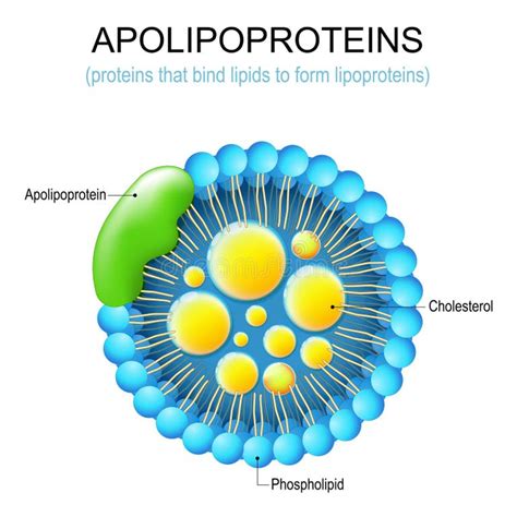 Apolipoprotein Structure Stock Illustrations – 33 Apolipoprotein ...