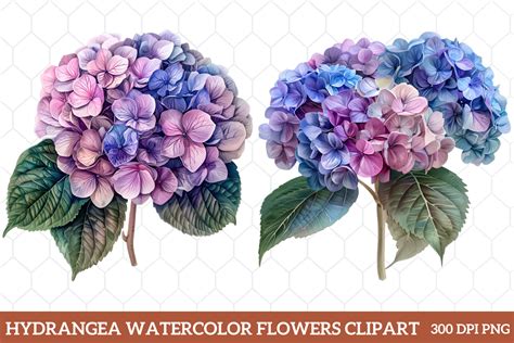 Hydrangea Watercolor Flowers Clipart Graphic By Craftart Creative Fabrica