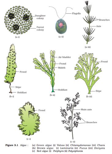 Kingdom Protista And Kingdom Fungi Flashcards Quizlet