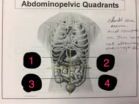 Chapter The Human Body An Orientation Flashcards Quizlet