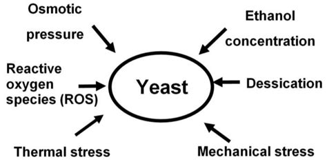 Fermentation | Free Full-Text | Yeast Flocculation—Sedimentation and Flotation | HTML