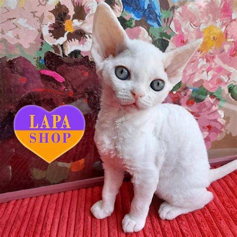 Devon Rex Cream Kitty Named Viki Lapashop