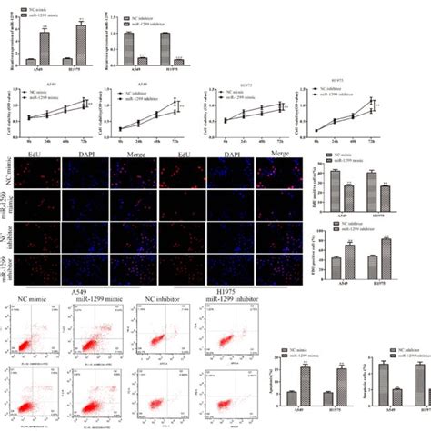 Effects Of Mir 1299 On Proliferation And Apoptosis Of Nsclc Cells A Download Scientific