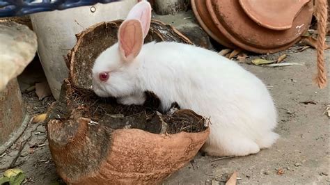 খরগোশ কি নারিকেলের খোসা খায় 🤔 Cute Bunny Eating Coconut Shell 🙄 Youtube