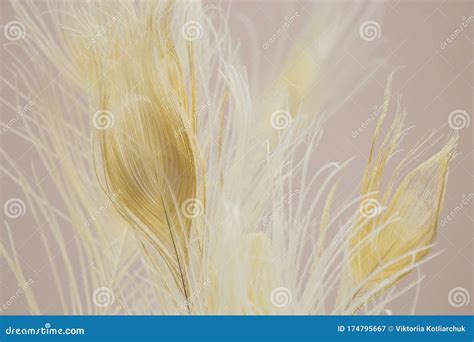 White Peacock Feathers As a Decor in a Flower Shop Stock Image - Image of close, albino: 174795667