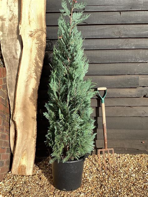 9x Chamaecyparis Lawsoniana Columnaris False Cypress 120 130cm