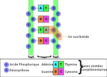 Acide désoxyribonucléique Définition et Explications