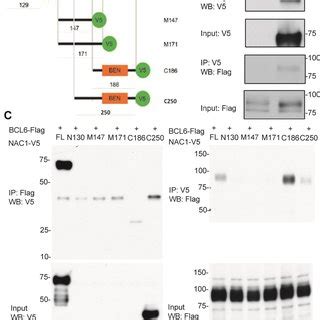 Co Immunoprecipitation Co IP Analysis Of Interactions Of NAC1 With