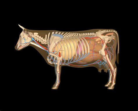 Cow Anatomy, Artwork Photograph by Friedrich Saurer