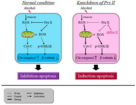 Antioxidants Free Full Text Peroxiredoxin II Maintains The