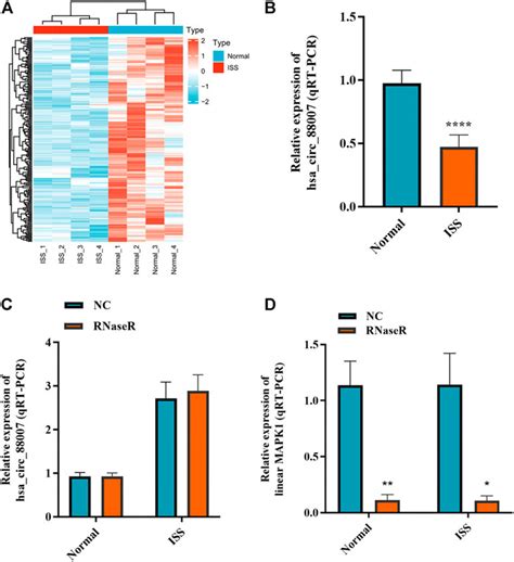 Frontiers Hsa Circ 0008870 Suppresses Bone Formation Of Growth Plate