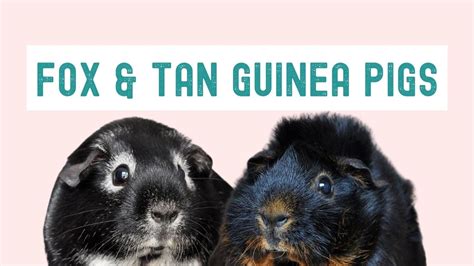 The Ultimate Guide To Guinea Pig Breeds Markings And Colors 2024