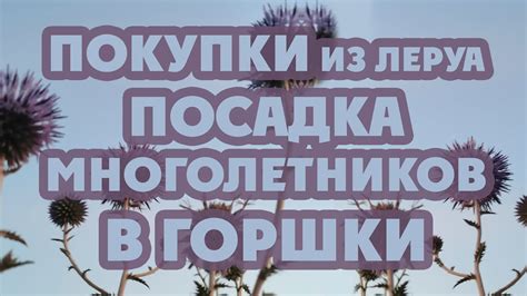 Покупки для сада из Леруа. Посадка многолетников в горшки до высадки в ...