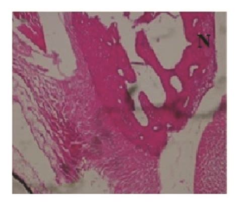 Representative Microscopic Figures Of Histopathological Analysis H E