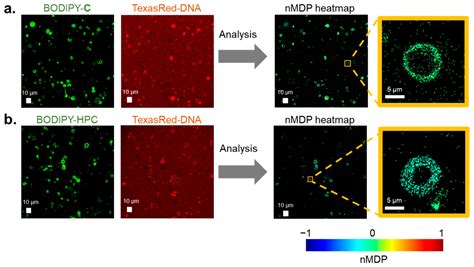 Life Free Full Text Colocalization Analysis Of Lipo Deoxyribozyme