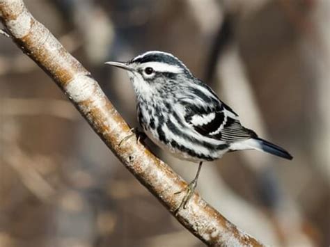 Black And White Striped Bird