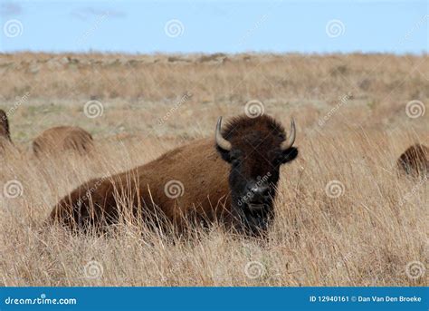 Wichita Mountains Bison stock image. Image of mountains - 12940161