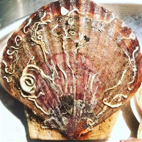 Live Scallops Pacific Wild Pick