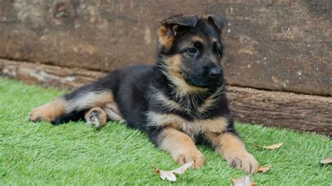 Cuccioli Di Pastore Tedesco A Pelo Corto Allevamento Di Casa Falcone