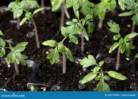 Cultivar Tomates De Semillas Paso A Paso Paso Han Crecido Los Brotes